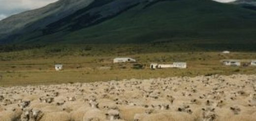 Sheep_Torres_del_Paine-320x320-520x245