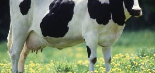 10084-a-black-and-white-dairy-cow-standing-in-a-field-pv-320x320-520x245