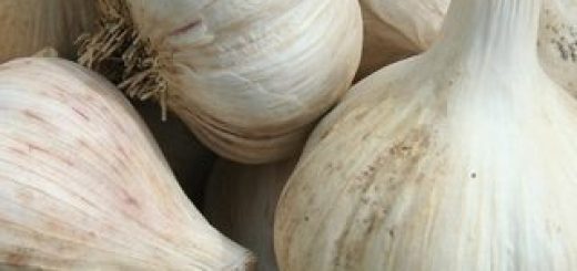 GarlicBasket-320x320-520x245